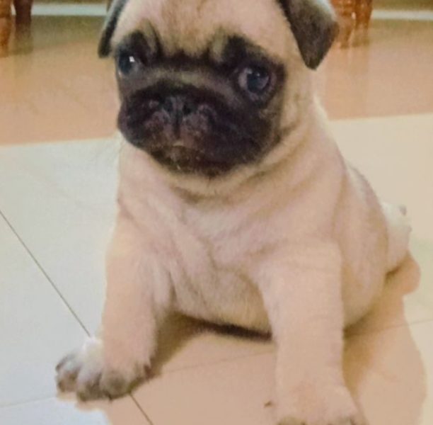 Pug