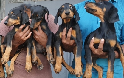 Doberman