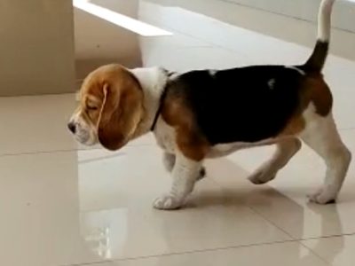 Beagle