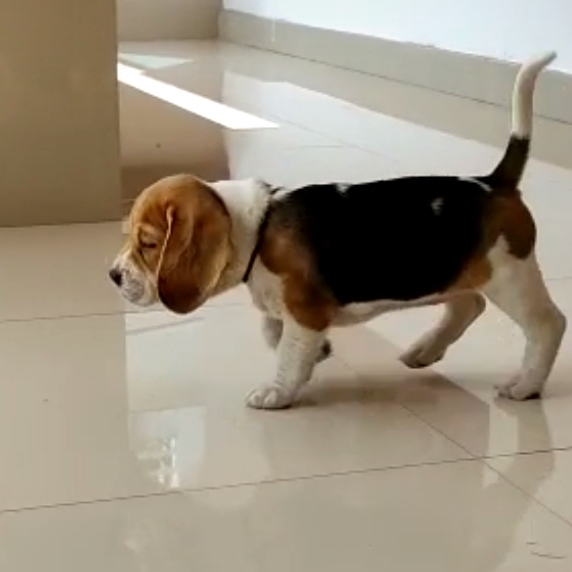 Beagle