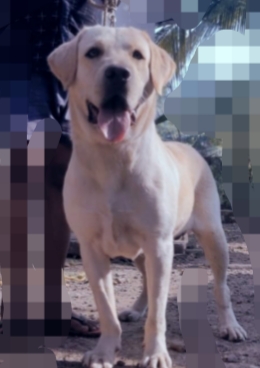 Labrador