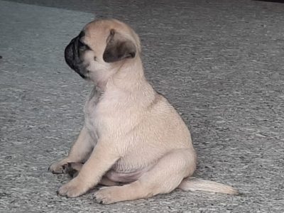 Pug