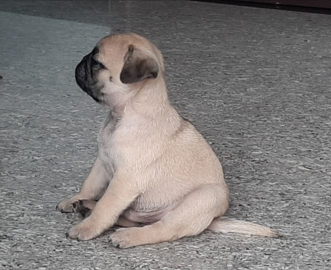 Pug