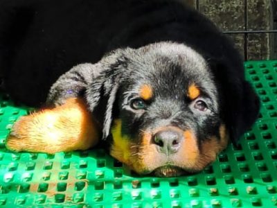 Rottweiler