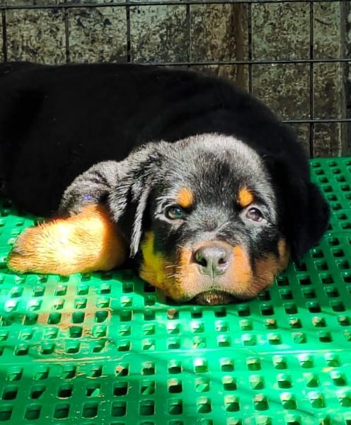 Rottweiler