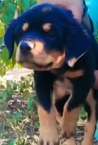 Rottweiler