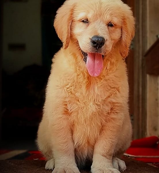 Golden Retriever