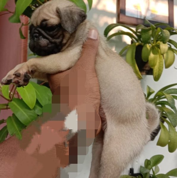 Pug