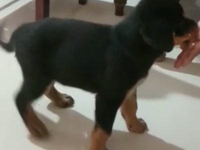 Rottweiler