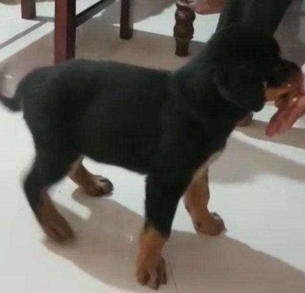 Rottweiler