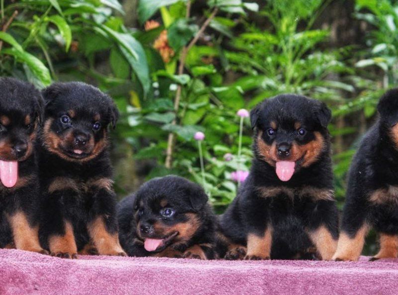 Rottweiler