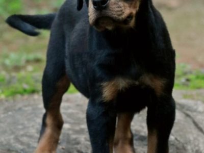 Rottweiler