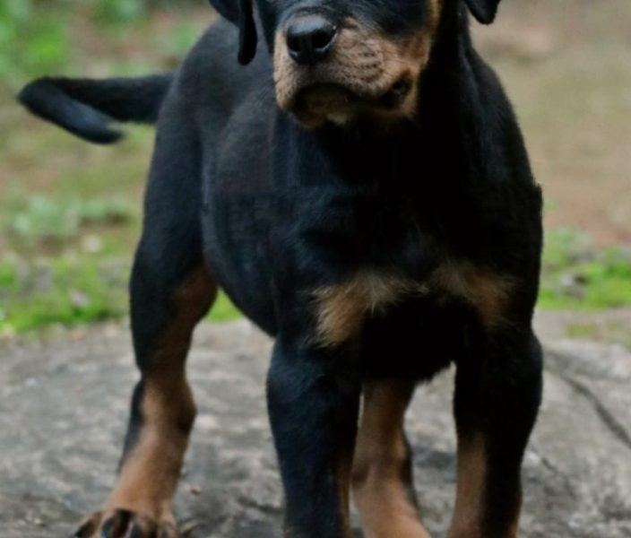 Rottweiler