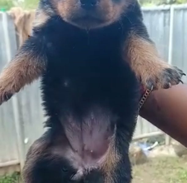 Rottweiler