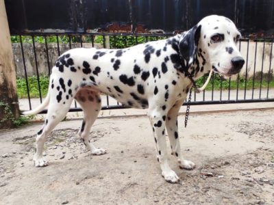 Dalmation