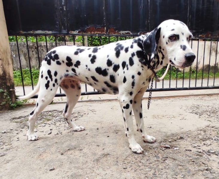 Dalmation