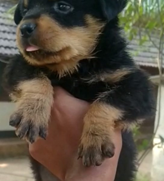 Rottweiler