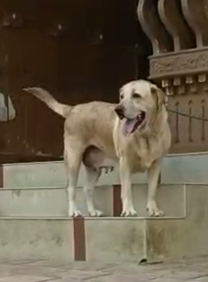 Labrador