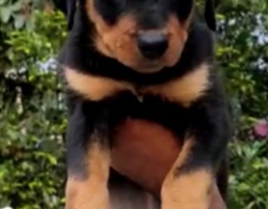 Rottweiler