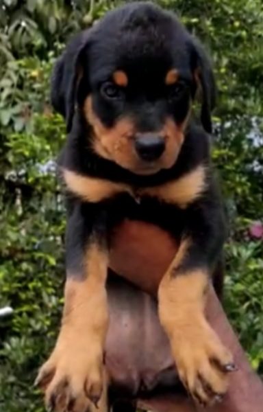 Rottweiler