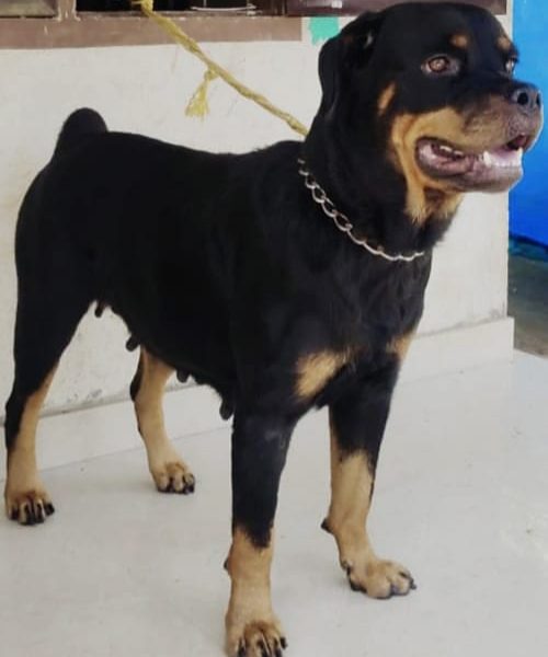 Rottweiler