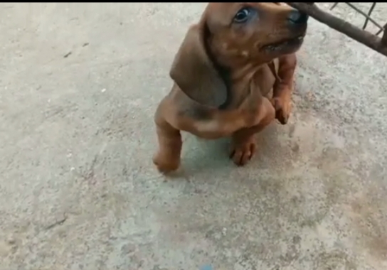 Dachshund