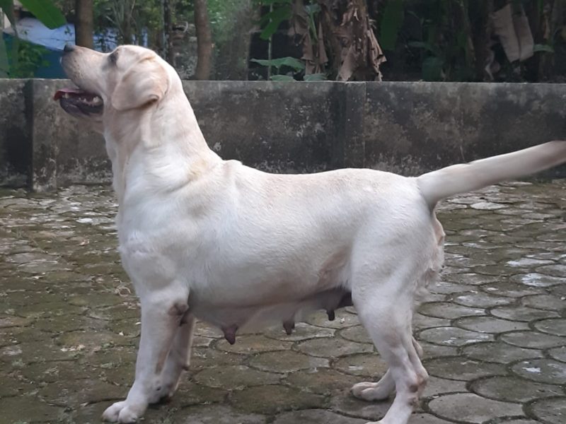 Labrador