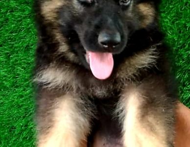 German shepherd