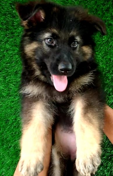 German shepherd