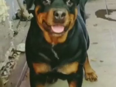 Rottweiler