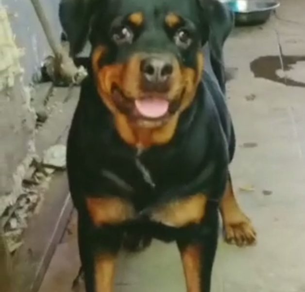 Rottweiler