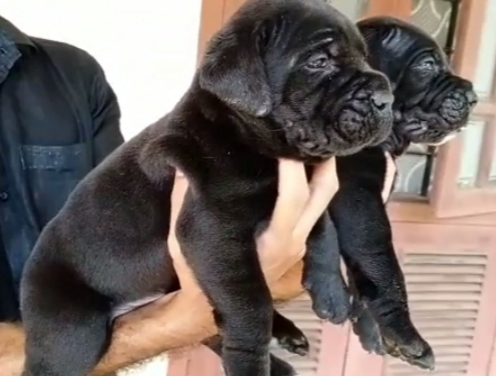 Cane corso