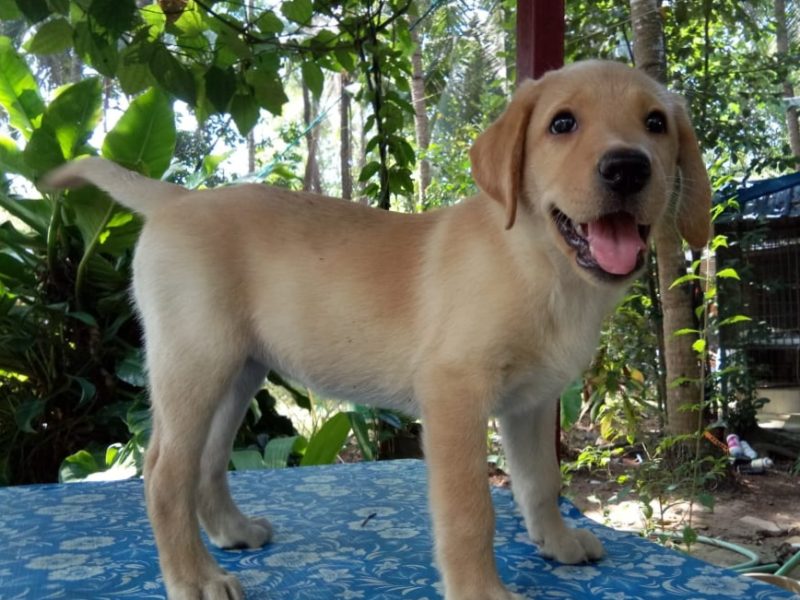 Labrador