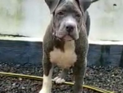 American bully