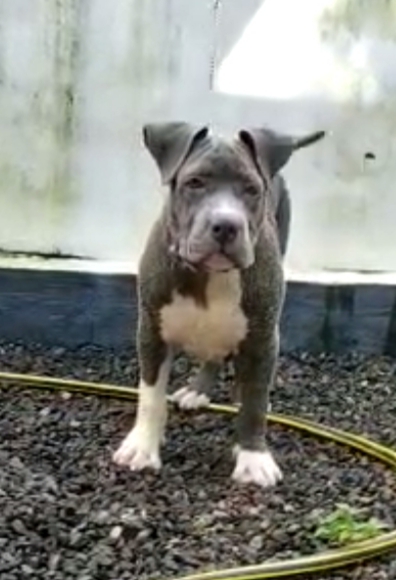 American bully