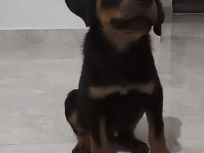 Rottweiler