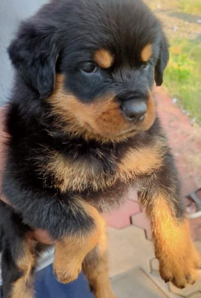 Rottweiler