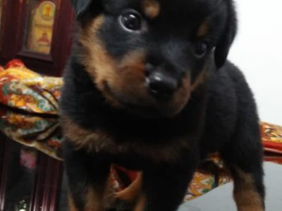 Rottweiler