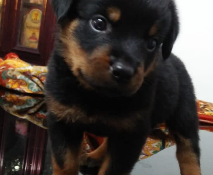 Rottweiler