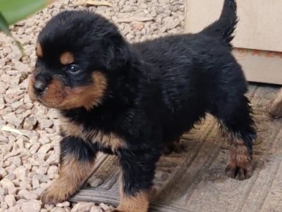 Rottweiler