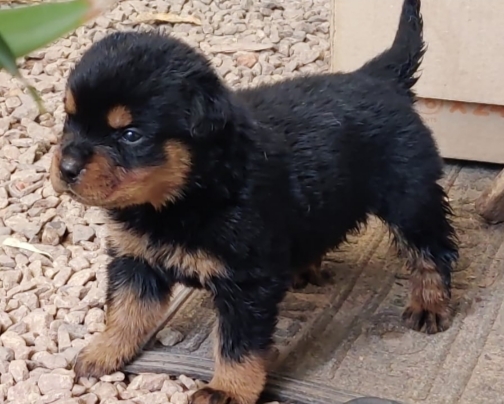 Rottweiler