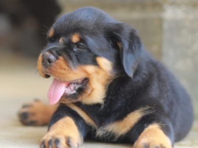 Rottweiler