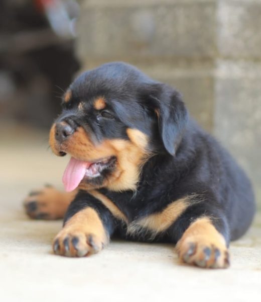 Rottweiler