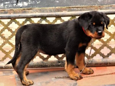 Rottweiler