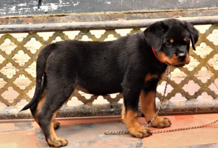 Rottweiler