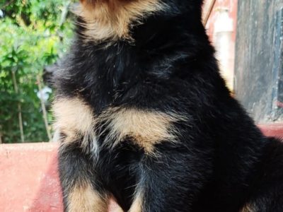 Rottweiler