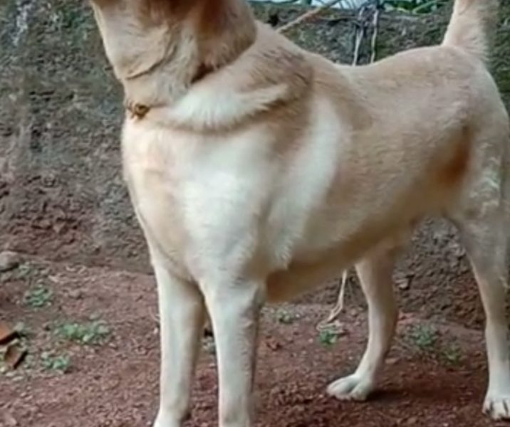 Labrador