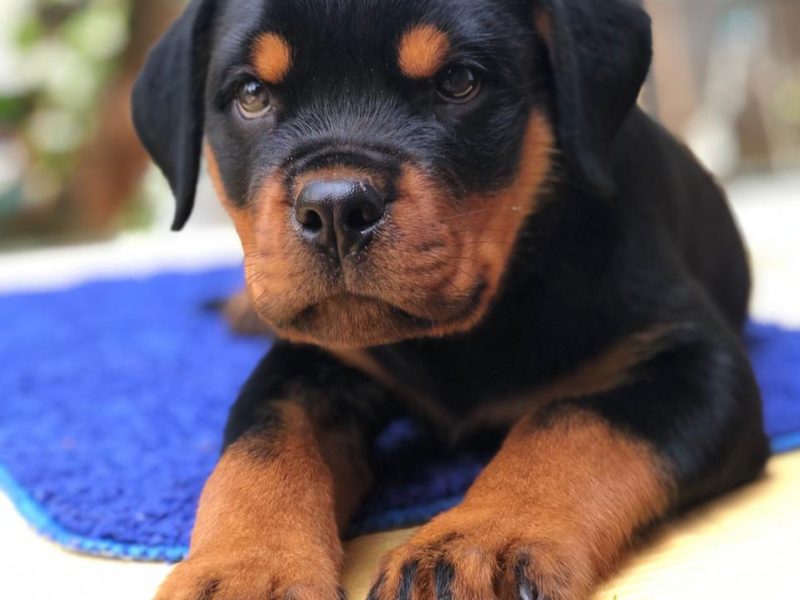 Rottweiler