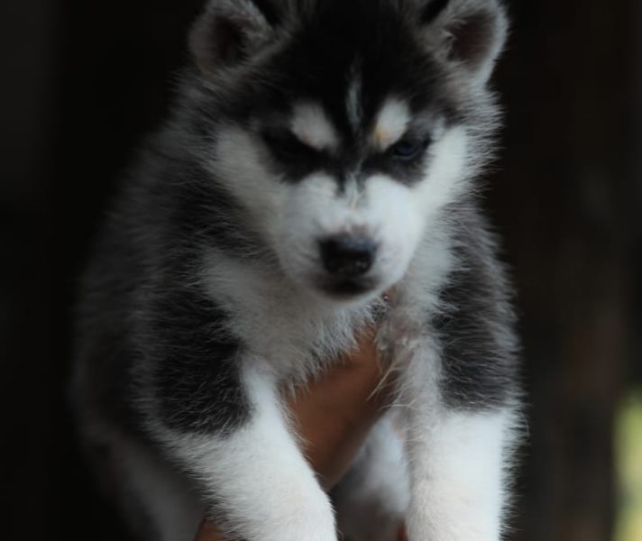 Husky