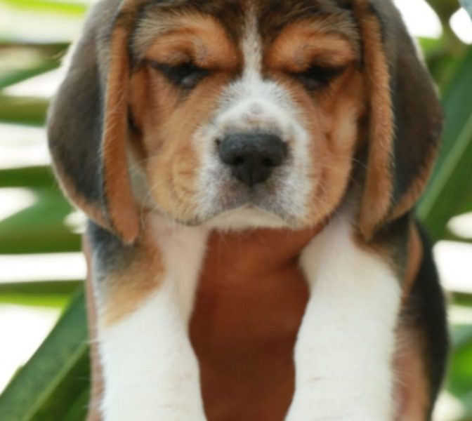 Beagle